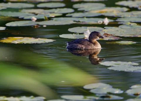 Tiny love 스톡 사진