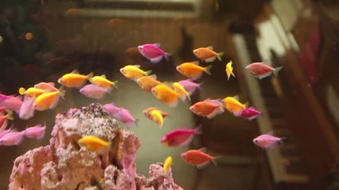 Tiny luminous fish move in harmony near decorative rocks Stock Footage 324859498