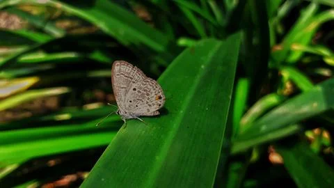 A tiny Luthrodes pandava Stock Photos
