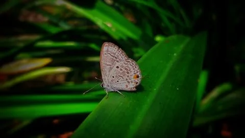 A tiny Luthrodes pandava Stock Photos