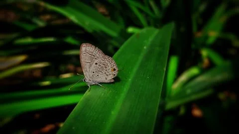 A tiny Luthrodes pandava Stock Photos