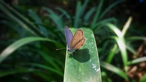 A tiny Luthrodes pandava Stock Photos