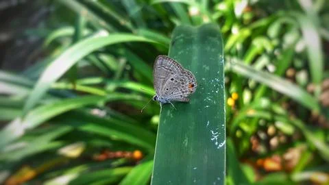 A tiny Luthrodes pandava Stock Photos