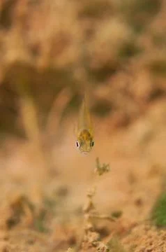 Tiny macro juvenile Dollar Sunfish staring at camera . Stock Photos