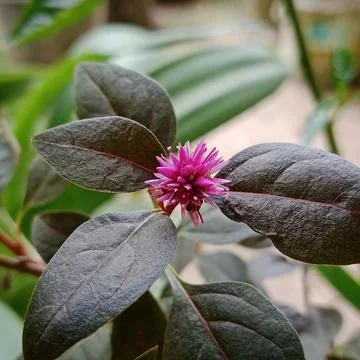 Tiny Magenta Celosia Bloom Among Dark Foliage Stock Photos