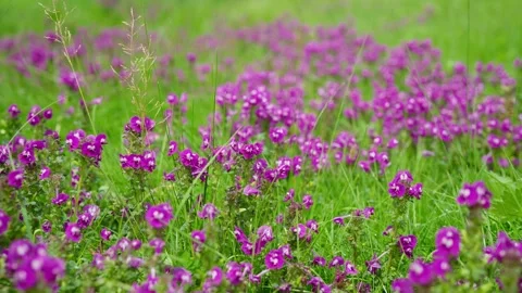 Tiny magenta red wild flowers blossoming in green meadows during summer Stock Footage 292636429