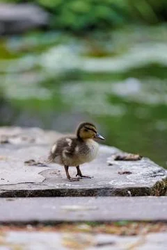 Tiny mallard duckling standing on a stone path beside a peaceful green pond Foto stock