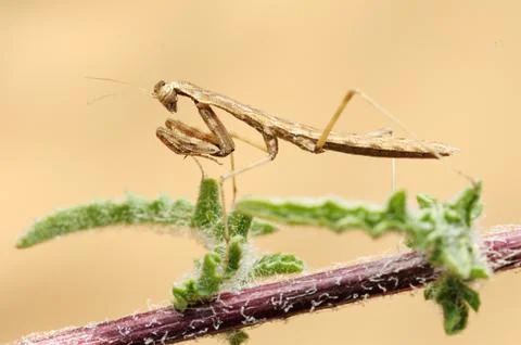 Tiny mantis Stock Photos