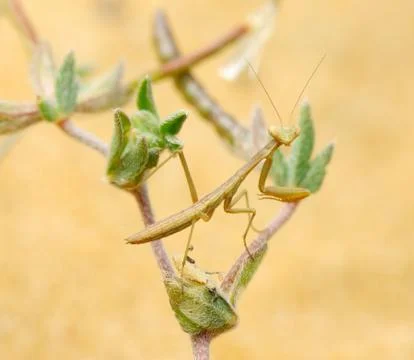 Tiny mantis Stock Photos