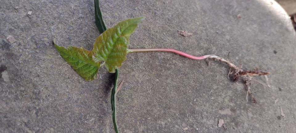 Tiny maple tree sapling with roots ready to plant Stock Photos