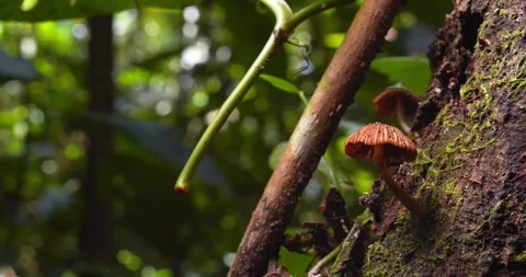 Tiny Marasmius fungi grows very delicate on damp bark, deep in the Peruvian Stock Footage 304686641