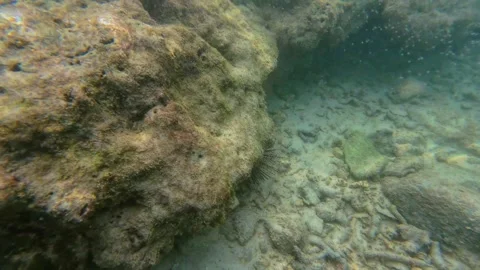 Tiny marine creatures floating like dust near coral reef Stock Footage 321260885