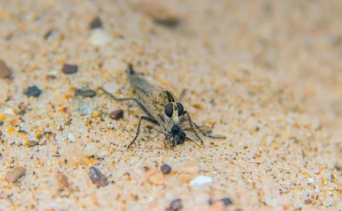 Tiny Marvels: Philonicus in Macro Stock Photos