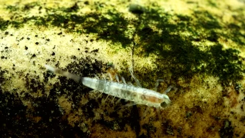 Tiny mayfly nymph (Baetis sp.) clinging to a rock in a trout stream, underwater 库存影片 323815827