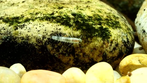 Tiny mayfly nymph (Baetis sp.) clinging to a rock in a trout stream, underwater Video stock 323815851