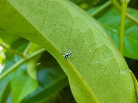 Tiny metallic blue spider perched on a leaf in the backyard. Stock Photos