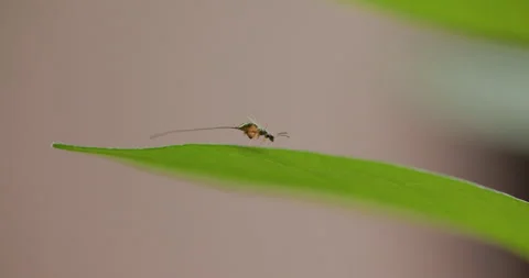 Tiny Metallic parasitic wasp cleans its body and long ovipositor on a sunlit Vidéo 328616366