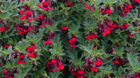 Tiny mice cuphea (Cuphea llavea) - Slow Motion Stock Footage 208865237