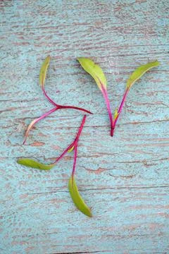 Tiny microgreens on vertical blue textured surface 스톡 사진