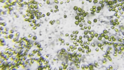 Tiny microscope organisms on a slade in a single drop of water Stock Footage 240052958