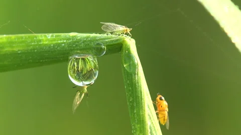 Tiny Midge Trapped Inside Dew Drop on Bent Grass Stem with Other Insects Macro Stock Footage 334063835