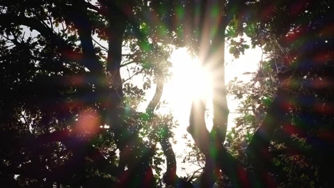 Tiny midges flying against beautiful autumnal backlight Video stock 307958400