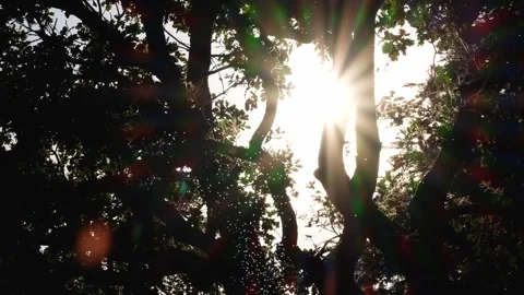 Tiny midges flying against beautiful autumnal backlight Video stock 307958829