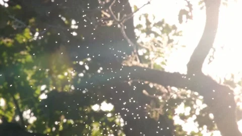 Tiny midges flying against beautiful autumnal backlight Video stock 307986529