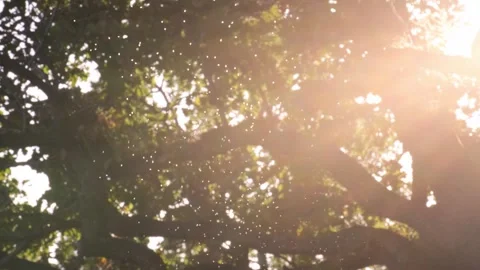 Tiny midges flying against beautiful autumnal backlight Video stock 307986623
