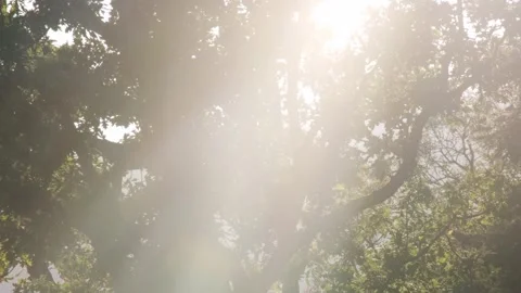 Tiny midges flying against beautiful autumnal backlight Video stock 307986955
