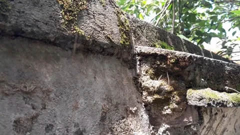 Tiny midges/gnats swarming and floating Stock Footage 322176023