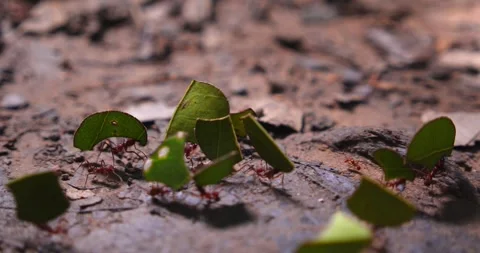 Tiny but mighty leafcutter ants navigate the jungle floor, balancing leaf Stock Footage 304687043
