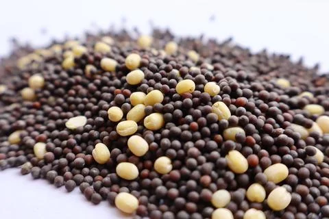 Tiny But Mighty: The Remarkable Journey of Mustard Seeds Stock Photos