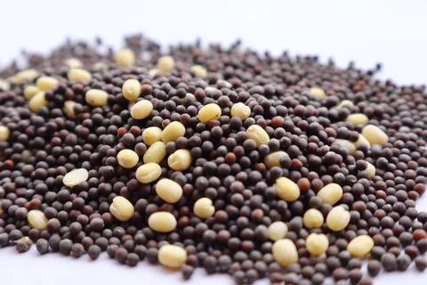 Tiny But Mighty: The Remarkable Journey of Mustard Seeds Stock Photos