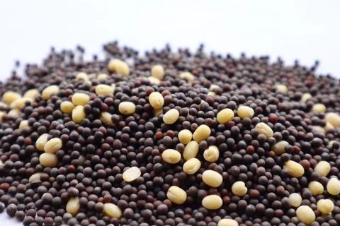 Tiny But Mighty: The Remarkable Journey of Mustard Seeds Stock Photos