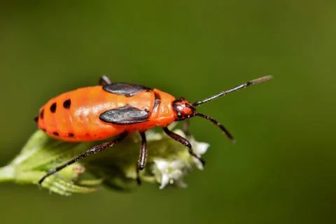 Tiny Milkweed bug nymph on a stem. Stock Photos