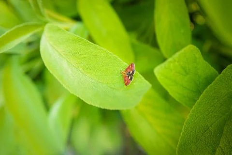 A tiny mint moth on bright green fresh sage herb leaves. Stock Photos