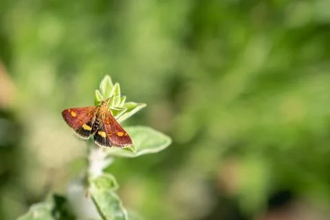 Tiny mint moth with its wings spread, sitting on a plant. Stock-Fotos