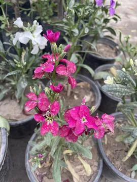 A tiny miracle, blooming with whispers of sunshine and rain. Stock Photos