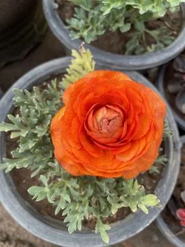 A tiny miracle of nature, unfolding one petal at a time. Stock Photos
