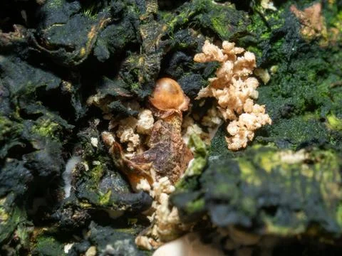 Tiny mite rests on mossy, textured bark Stock Photos