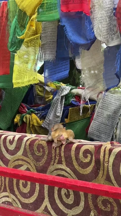 A tiny monkey having fun in the Mahakal temple of Darjeeling. Stock Footage 283762013