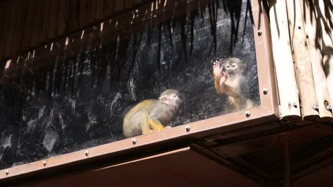 Tiny monkeys observe poeple through a dirty window while having a snack Video stock 167351127