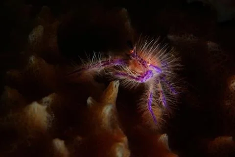 Tiny monster Stock Photos