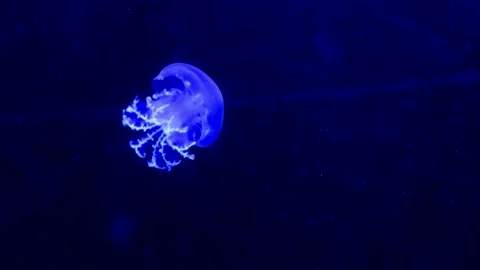 Tiny Moon Jellyfish in blue light in a large aquarium fish tank Stock Footage 224293732