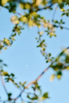 Tiny moon surrounded by tree branches 스톡 사진