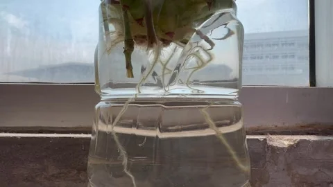 Tiny mosquito larva swimming in a clear plant pot. Stock Footage 271042455
