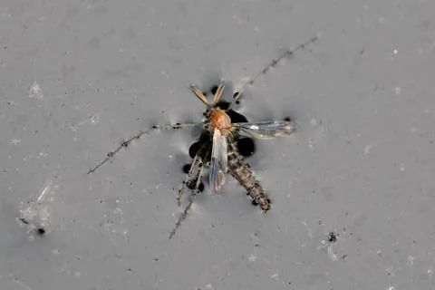 Tiny mosquito rests on gray surface Stock Photos