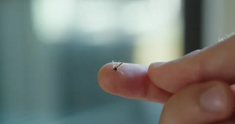Tiny Mosquito Sitting on Fingertip Close Up Stock Footage 342345088