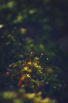 Tiny moss growing in sparse sunlight Stock Photos